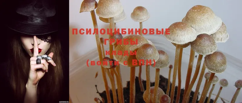 Галлюциногенные грибы Magic Shrooms  Киреевск 